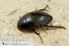 Hydrophilus