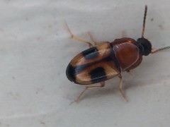 Poecilocrypticus formicophilus