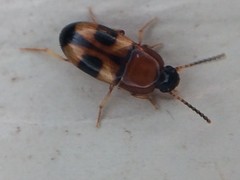 Poecilocrypticus formicophilus