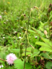 Desmodium axillare
