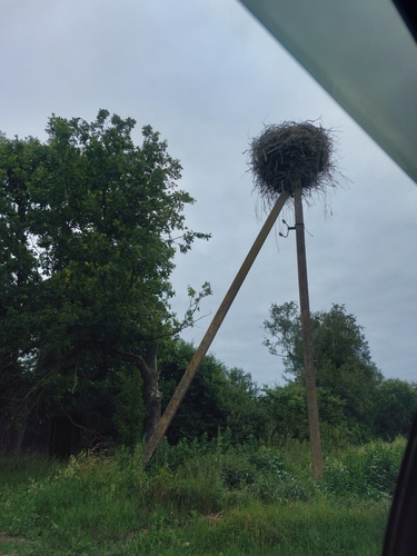 White Stork