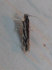 Eralea albalineella