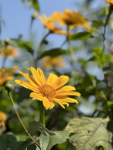 Mexican sunflower