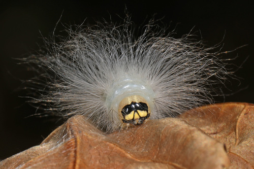 Laugher Moth photo 4