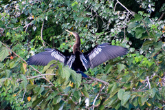 Anhinga anhinga