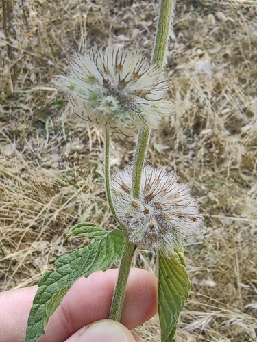 Clinopodium vulgare arundanum