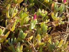Malephora crocea