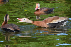 Dendrocygna autumnalis