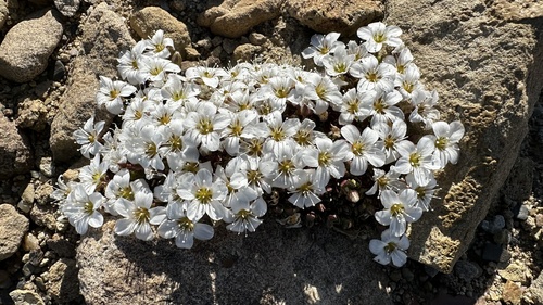 Tundra Sandwort