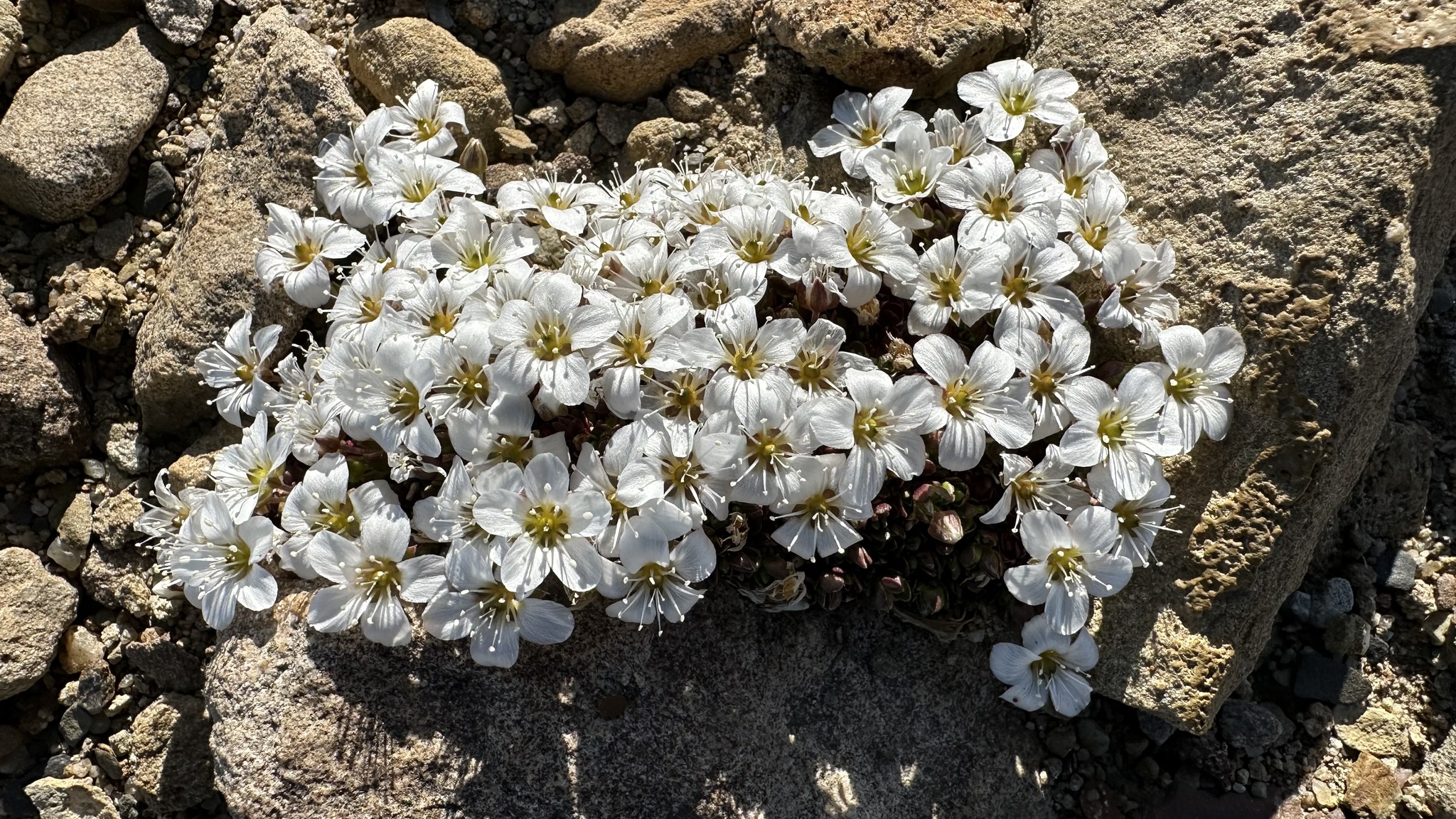 Arenaria pseudofrigida