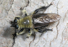 Laphria affinis