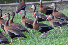 Dendrocygna autumnalis