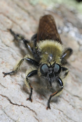 Laphria affinis