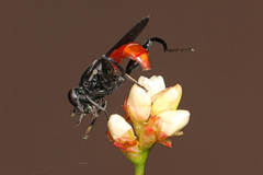 Chalcosyrphus piger