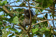 Sciurus carolinensis