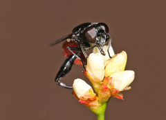 Chalcosyrphus piger
