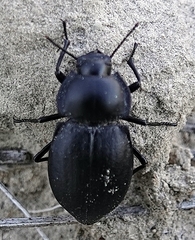 Stenomorpha polita