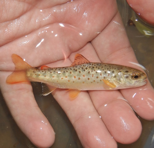 Brown Trout