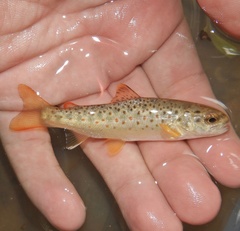 Brown Trout photo 3