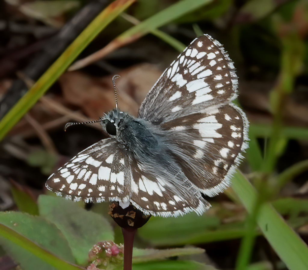White Checkered-Skipper