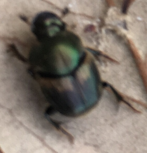 Onthophagus concinnus photo 2
