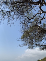 Albizia forbesii