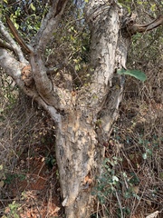 Albizia forbesii