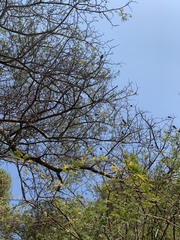 Albizia forbesii