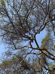 Albizia forbesii