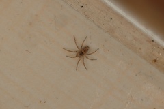 Oecobius