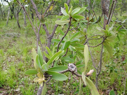 Dwarf Savanna Sugarbush