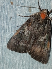 Catocala antinympha