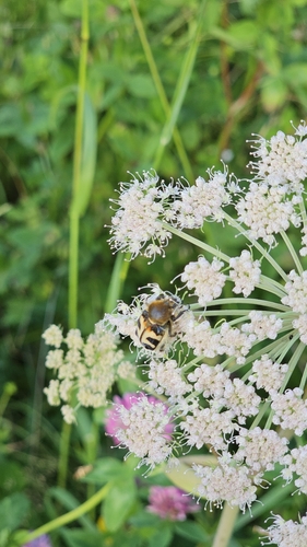 Eurasian Bee Beetle