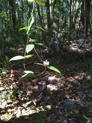 Leichhardtia fraseri
