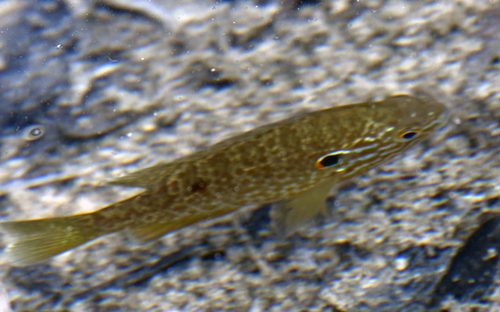 Lepomis gibbosus