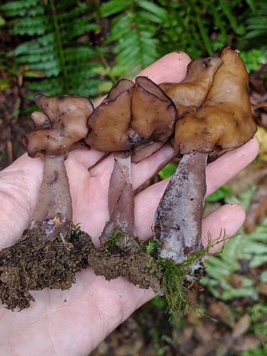 Saddle-shaped False Morel