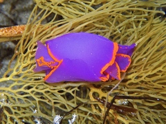 Sagaminopteron ornatum
