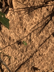 Phyllanthus abnormis