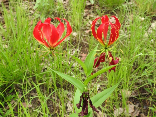 flame lily