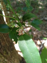 Leichhardtia fraseri
