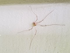 Leptobunus parvulus
