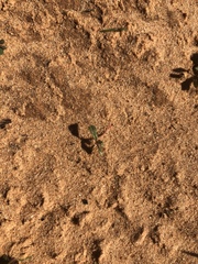 Amaranthus arenicola