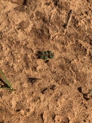 Euphorbia glyptosperma