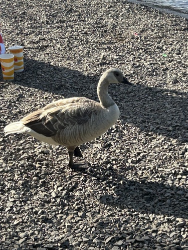 Canada Goose