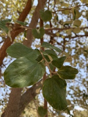 Ziziphus mauritiana
