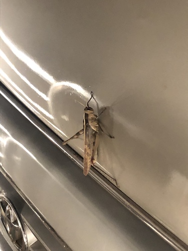 Garden Locust