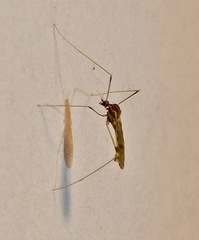 Mesocyphona