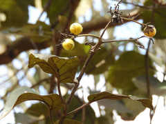Cordia africana