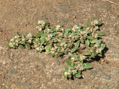 Guilleminea densa
