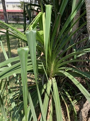 Pandanus livingstonianus